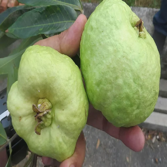 Seedless White Diamond Guava Amrood Layering/Grafted Fruit Live Plant