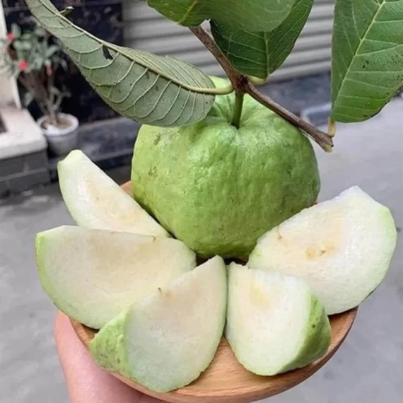 Seedless White Diamond Guava Amrood Layering/Grafted Fruit Live Plant