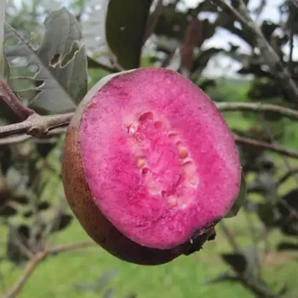 Red Malaysian Guava Amrood Layering/Grafted Fruit Live Plant - Image 4