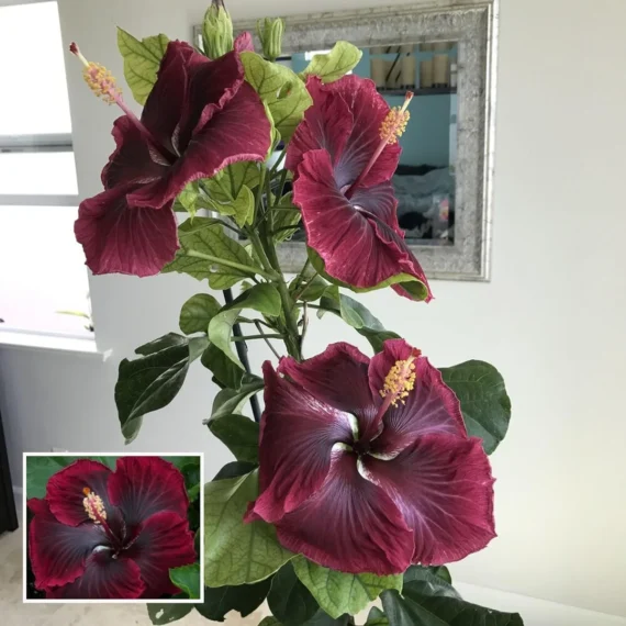 Red Colour Hybrid Hibiscus Joba Gudhal Flower Live Plant (1-2 Feet Height)