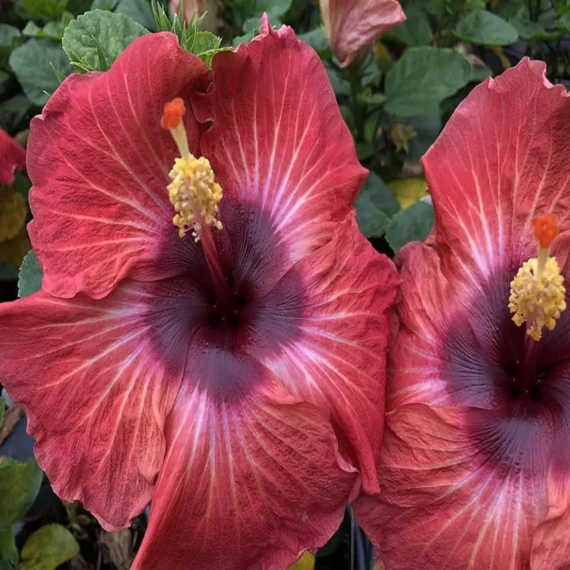 Red Colour Hybrid Hibiscus Joba Gudhal Flower Live Plant (1-2 Feet Height)