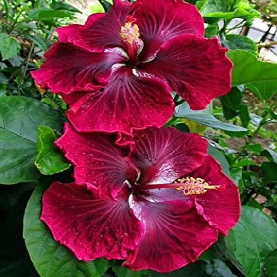 Red Colour Hybrid Hibiscus Joba Gudhal Flower Live Plant (1-2 Feet Height)