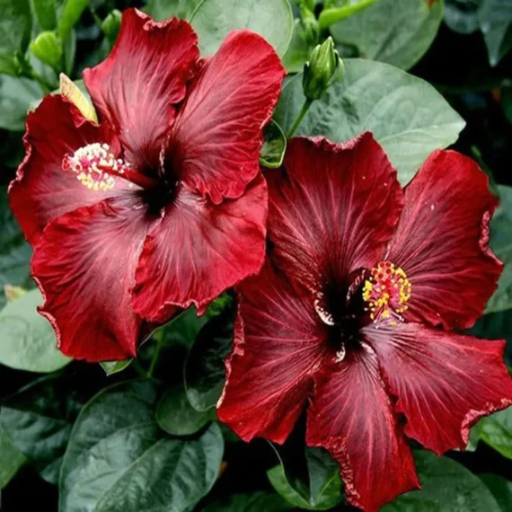 Red Colour Hybrid Hibiscus Joba Gudhal Flower Live Plant (1-2 Feet Height)