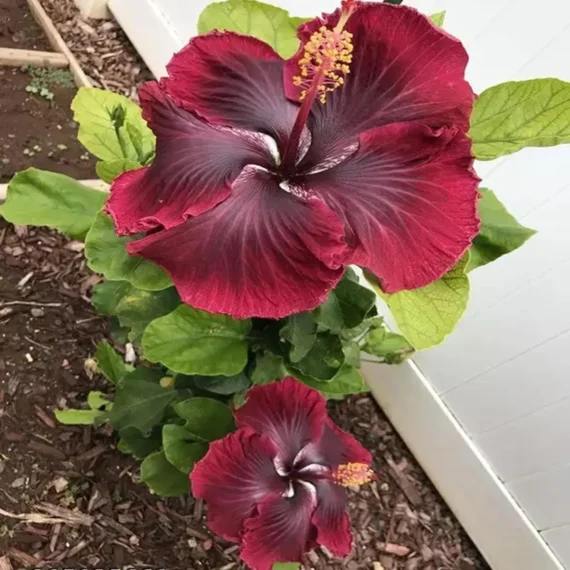 Red Colour Hybrid Hibiscus Joba Gudhal Flower Live Plant (1-2 Feet Height)