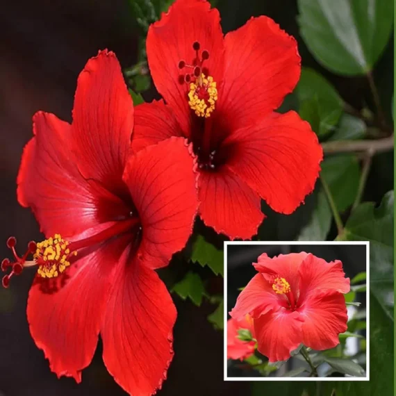 Red Colour Desi Puja Hibiscus Joba Gudhal Flower Live Plant (1-2 Feet Height)