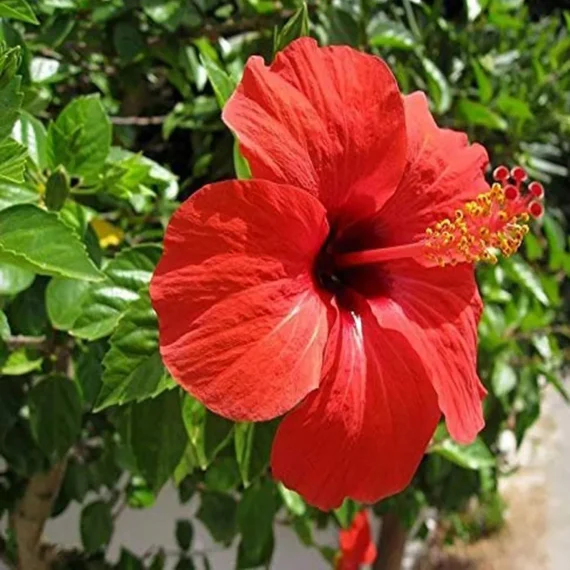 Red Colour Desi Puja Hibiscus Joba Gudhal Flower Live Plant (1-2 Feet Height)