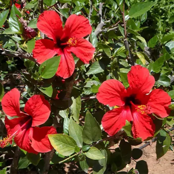 Red Colour Desi Puja Hibiscus Joba Gudhal Flower Live Plant (1-2 Feet Height)