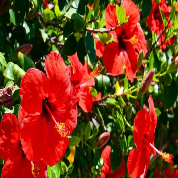 Red Colour Desi Puja Hibiscus Joba Gudhal Flower Live Plant (1-2 Feet Height)