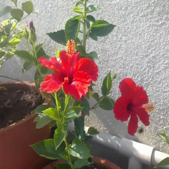 Red Colour Desi Puja Hibiscus Joba Gudhal Flower Live Plant (1-2 Feet Height)