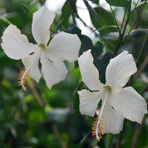 White Colour Hybrid Hibiscus Joba Gudhal Flower Live Plant (1-2 Feet Height)