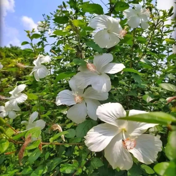 White Colour Hybrid Hibiscus Joba Gudhal Flower Live Plant (1-2 Feet Height)