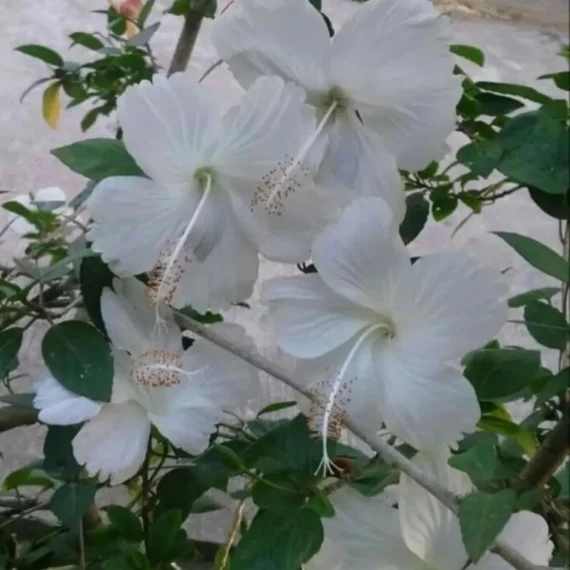 White Colour Hybrid Hibiscus Joba Gudhal Flower Live Plant (1-2 Feet Height)