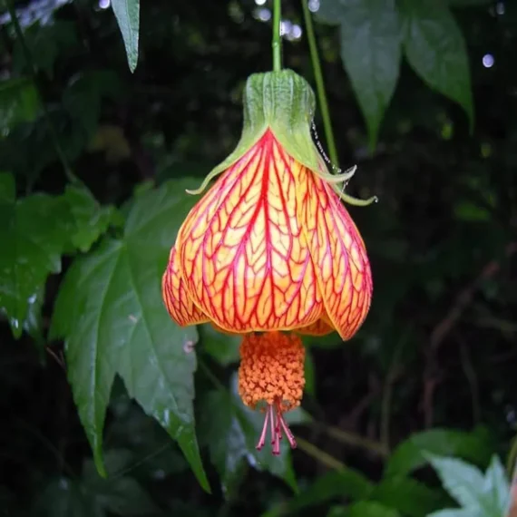 Lantern Lanthana Hibiscus Joba Gudhal Flower Live Plant (1-2 Feet Height)