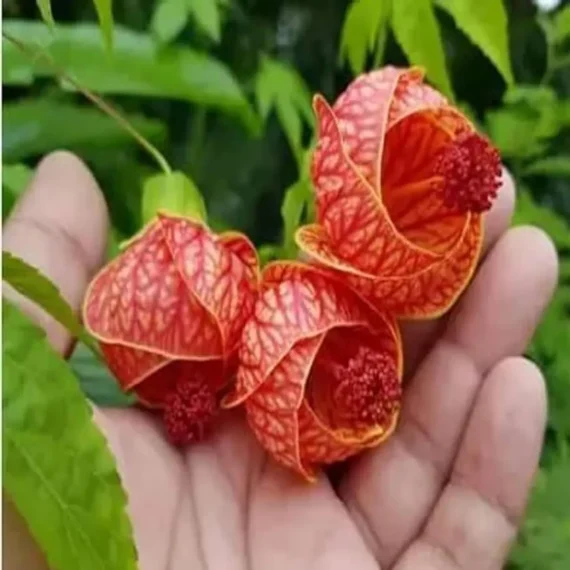 Lantern Lanthana Hibiscus Joba Gudhal Flower Live Plant (1-2 Feet Height)