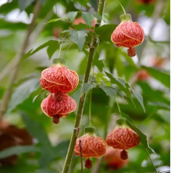 Lantern Lanthana Hibiscus Joba Gudhal Flower Live Plant (1-2 Feet Height)