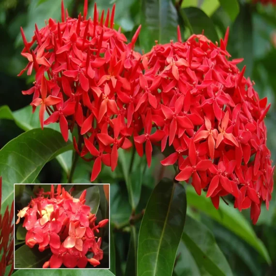 Ixora Dwarf (Red) Fresh Organic Flower Plant