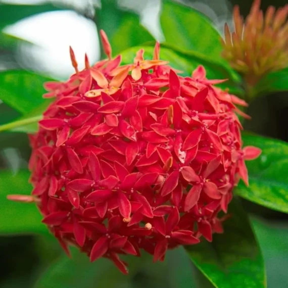 Ixora Dwarf (Red) Fresh Organic Flower Plant