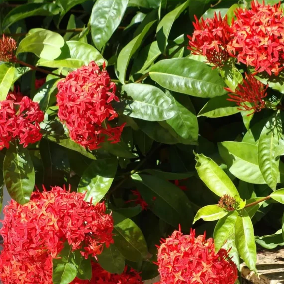 Ixora Dwarf (Red) Fresh Organic Flower Plant