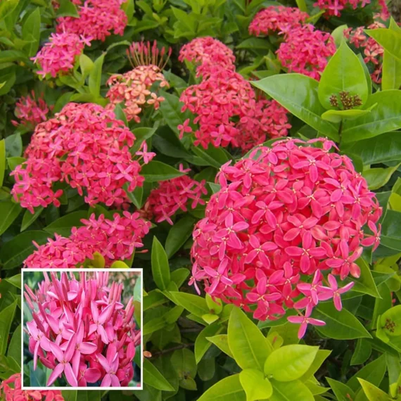 Pink Colour Ixora Rukmini Rangan Flower Shrubs Live Plant