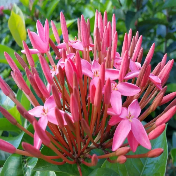 Pink Colour Ixora Rukmini Rangan Flower Shrubs Live Plant