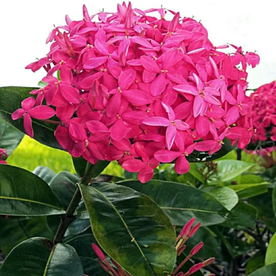 Pink Colour Ixora Rukmini Rangan Flower Shrubs Live Plant