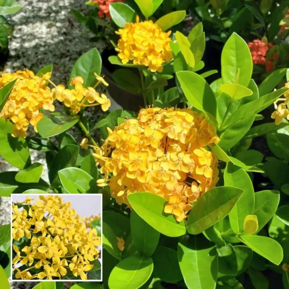 Yellow Colour Ixora Rukmini Rangan Flower Shrubs Live Plant