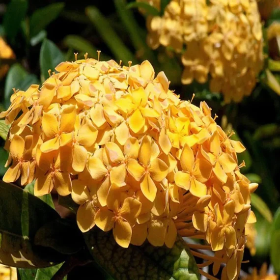 Yellow Colour Ixora Rukmini Rangan Flower Shrubs Live Plant