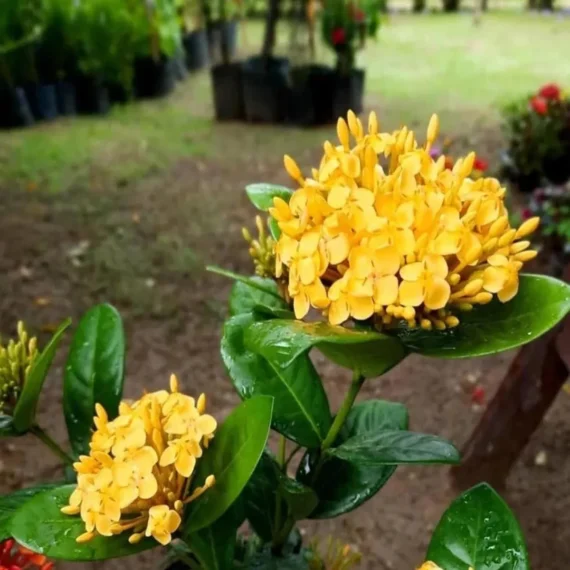 Yellow Colour Ixora Rukmini Rangan Flower Shrubs Live Plant