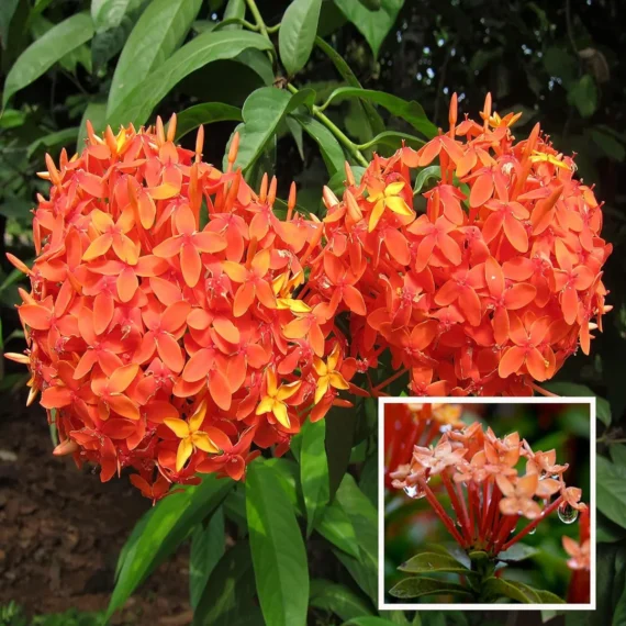 Ixora Dwarf (Orange) Fresh Organic Flower Plant