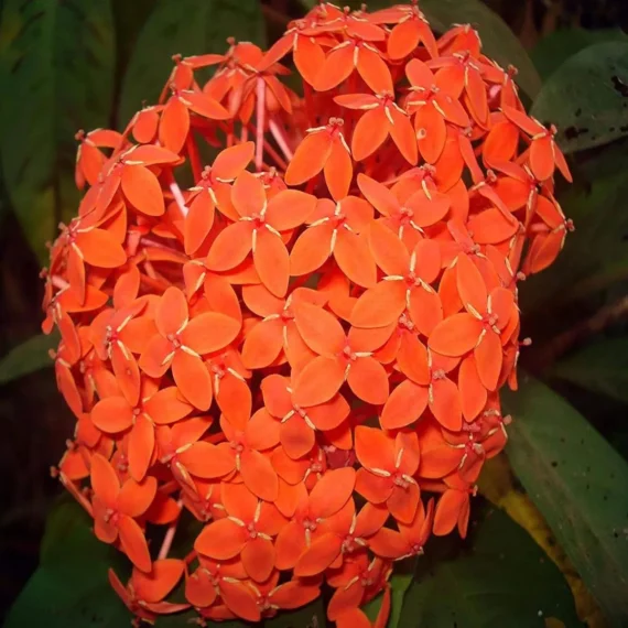 Ixora Dwarf (Orange) Fresh Organic Flower Plant