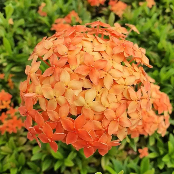 Ixora Dwarf (Orange) Fresh Organic Flower Plant