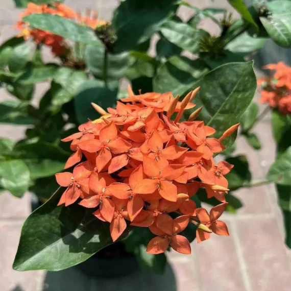 Ixora Dwarf (Orange) Fresh Organic Flower Plant