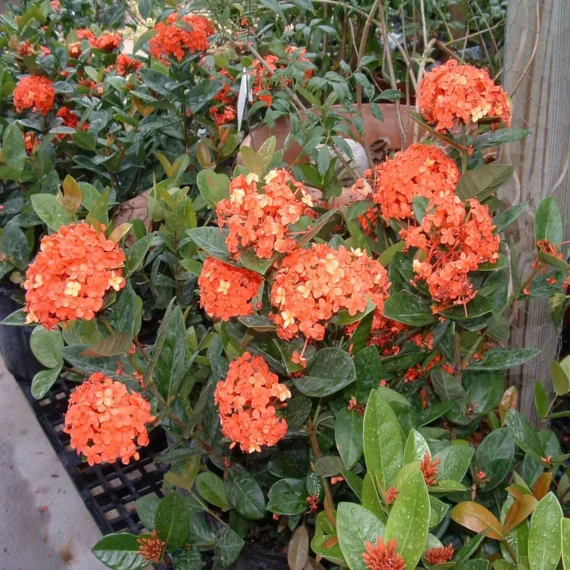 Ixora Dwarf (Orange) Fresh Organic Flower Plant