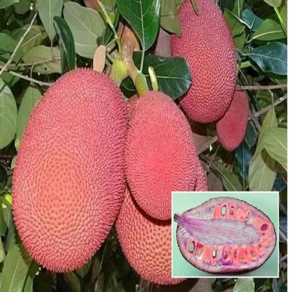 Thai Pink All Season Jackfruit Panasa Varikka Katahal Chakka Grafted Fruit Live Plant