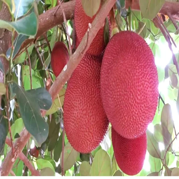 Thai Pink All Season Jackfruit Panasa Varikka Katahal Chakka Grafted Fruit Live Plant