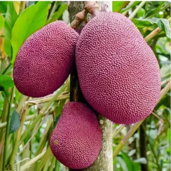 Thai Pink All Season Jackfruit Panasa Varikka Katahal Chakka Grafted Fruit Live Plant