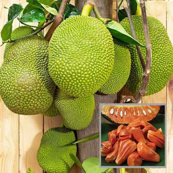 Red Sindoor Siddu Jackfruit Panasa Varikka Katahal Chakka Grafted Fruit Live Plant