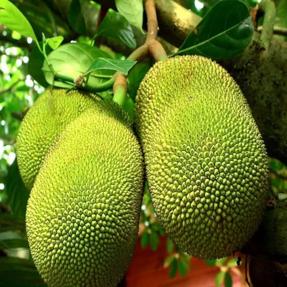 Red Sindoor Siddu Jackfruit Panasa Varikka Katahal Chakka Grafted Fruit Live Plant