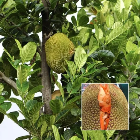 Red Sindoor Siddu Jackfruit Panasa Varikka Katahal Chakka Grafted Fruit Live Plant