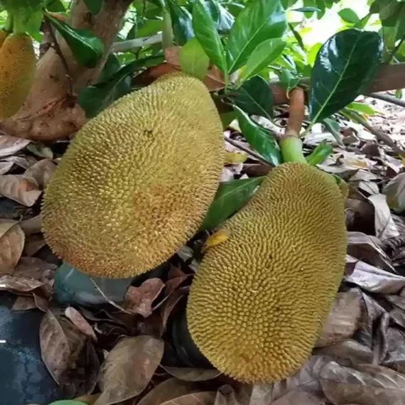 Red Sindoor Siddu Jackfruit Panasa Varikka Katahal Chakka Grafted Fruit Live Plant