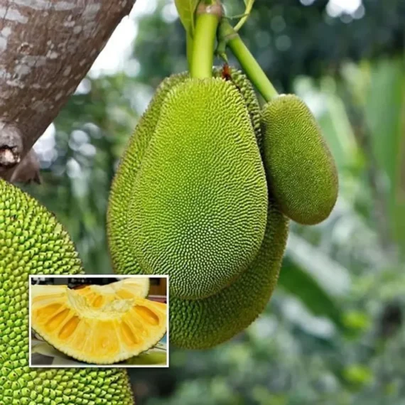 Seedless Gumless Jackfruit Panasa Varikka Katahal Chakka Grafted Fruit Live Plant