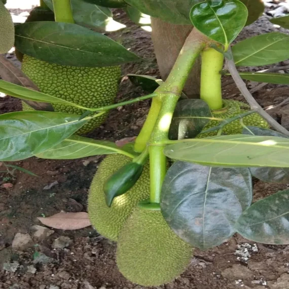 Seedless Gumless Jackfruit Panasa Varikka Katahal Chakka Grafted Fruit Live Plant