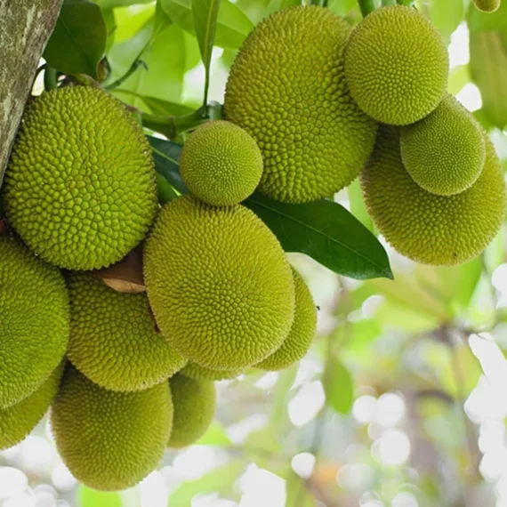 Seedless Gumless Jackfruit Panasa Varikka Katahal Chakka Grafted Fruit Live Plant