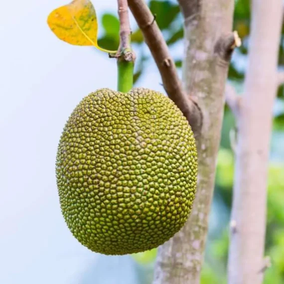 Seedless Gumless Jackfruit Panasa Varikka Katahal Chakka Grafted Fruit Live Plant