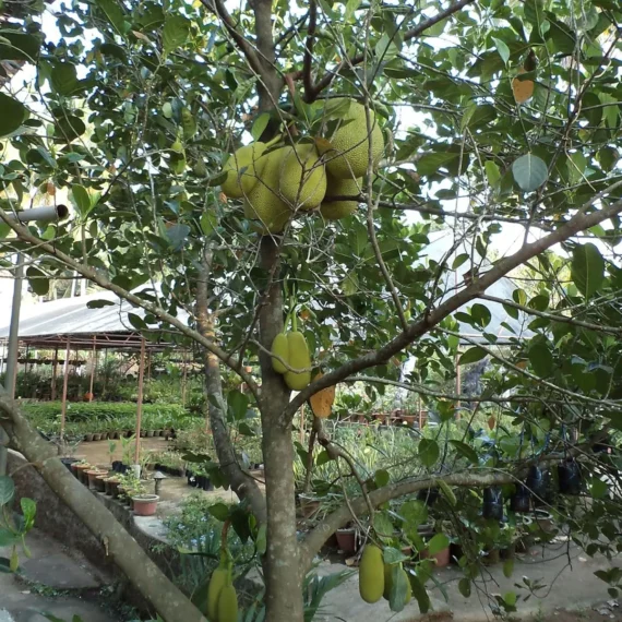 Seedless Gumless Jackfruit Panasa Varikka Katahal Chakka Grafted Fruit Live Plant