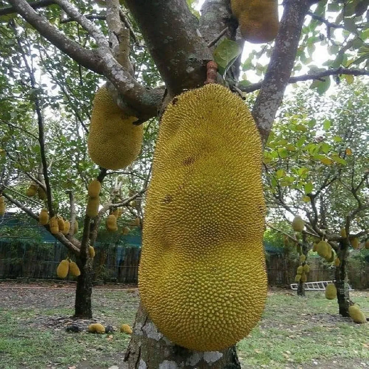 Giant Big Size Varikka Katahal Panasa Chakka Variety Grafted Fruit Live Plants & Tree - Image 2