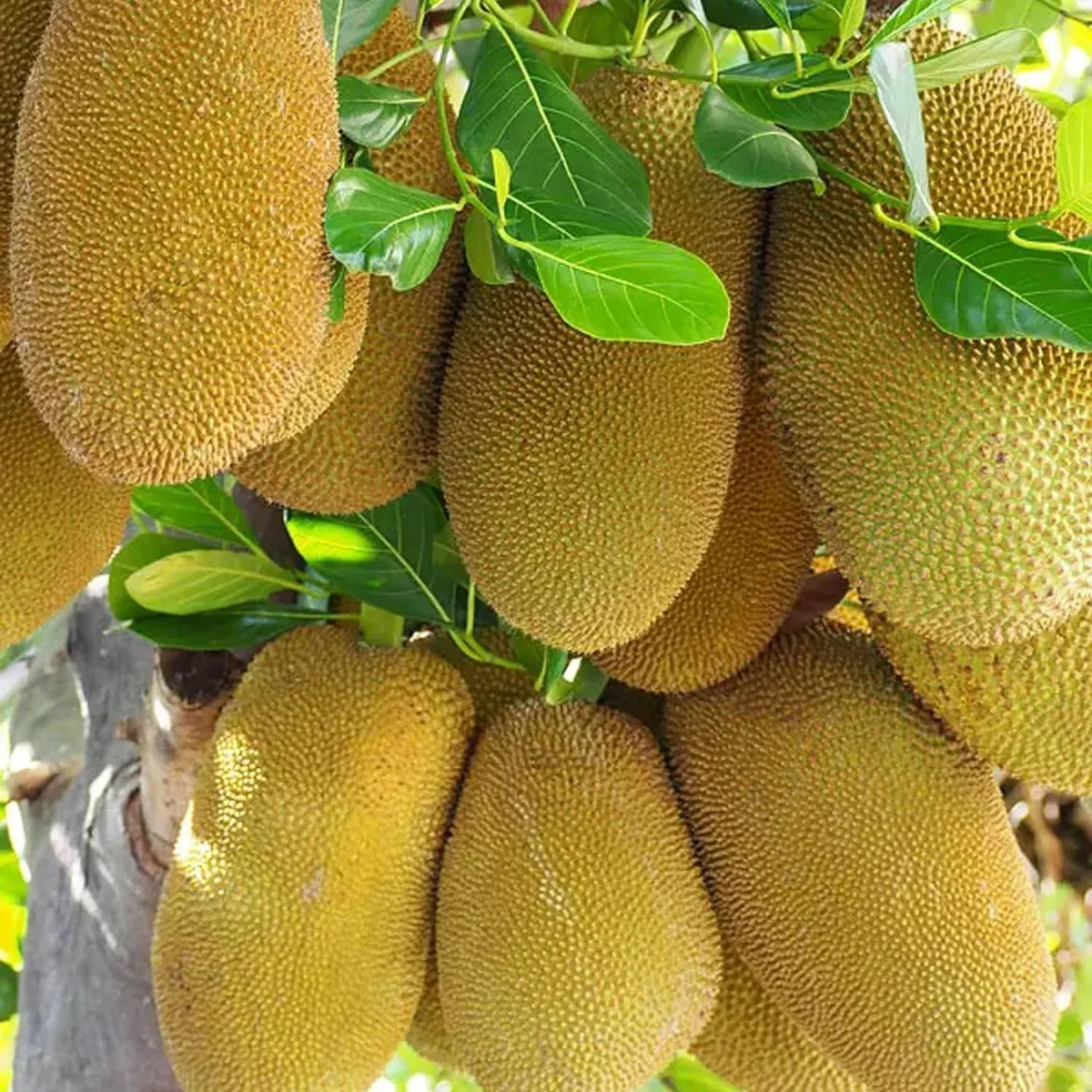 Giant Big Size Varikka Katahal Panasa Chakka Variety Grafted Fruit Live Plants & Tree - Image 4