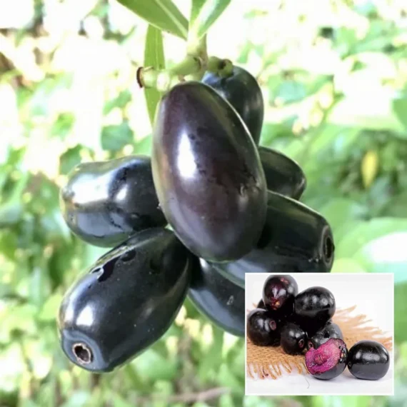 Thai Black Jamun Jambolan Jam Grafted Fruit Live Plant