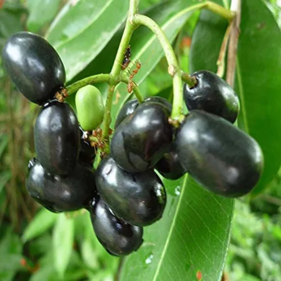 Thai Black Jamun Jambolan Jam Grafted Fruit Live Plant