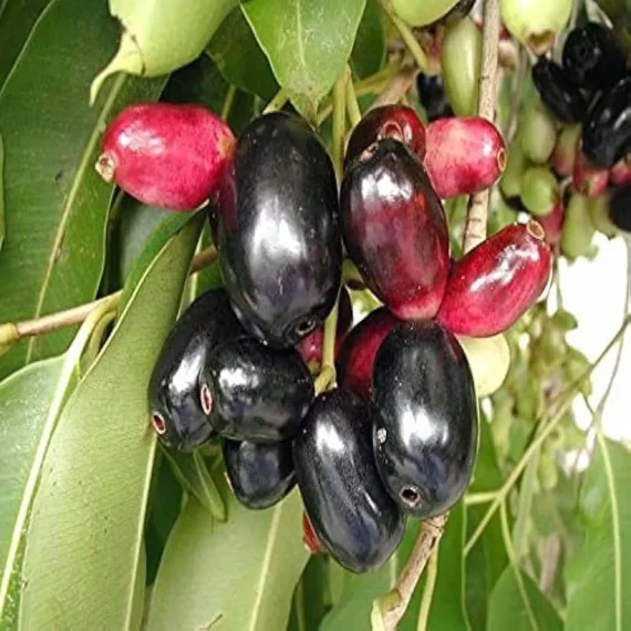 Thai Black Jamun Jambolan Jam Grafted Fruit Live Plant